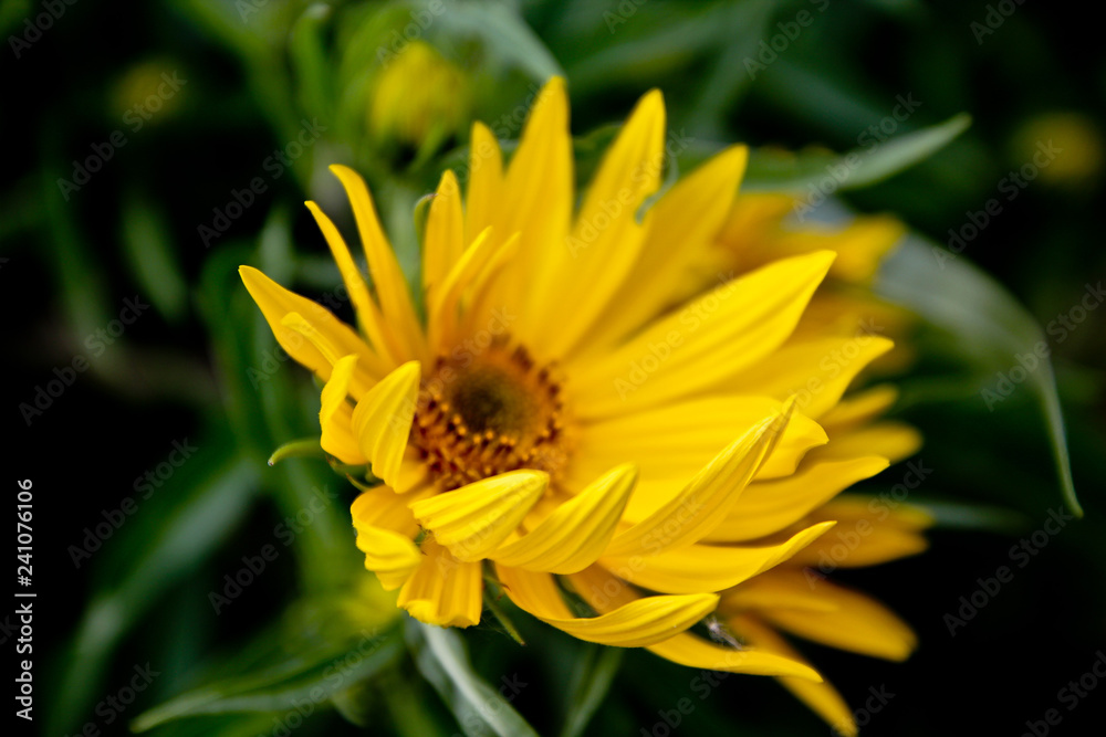Flowers Bloom Petals Colorful Nature Flowers Bloom Petals Colorful Nature