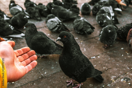 pigeons