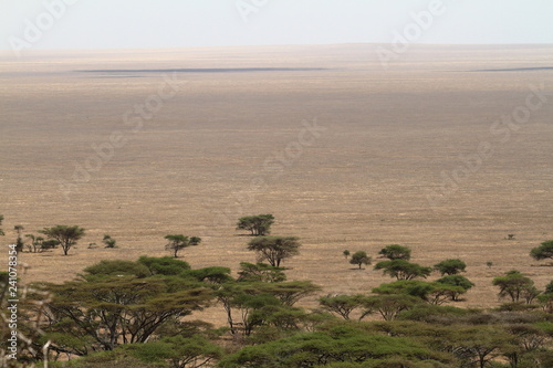 Die Savanne der Serengeti photo