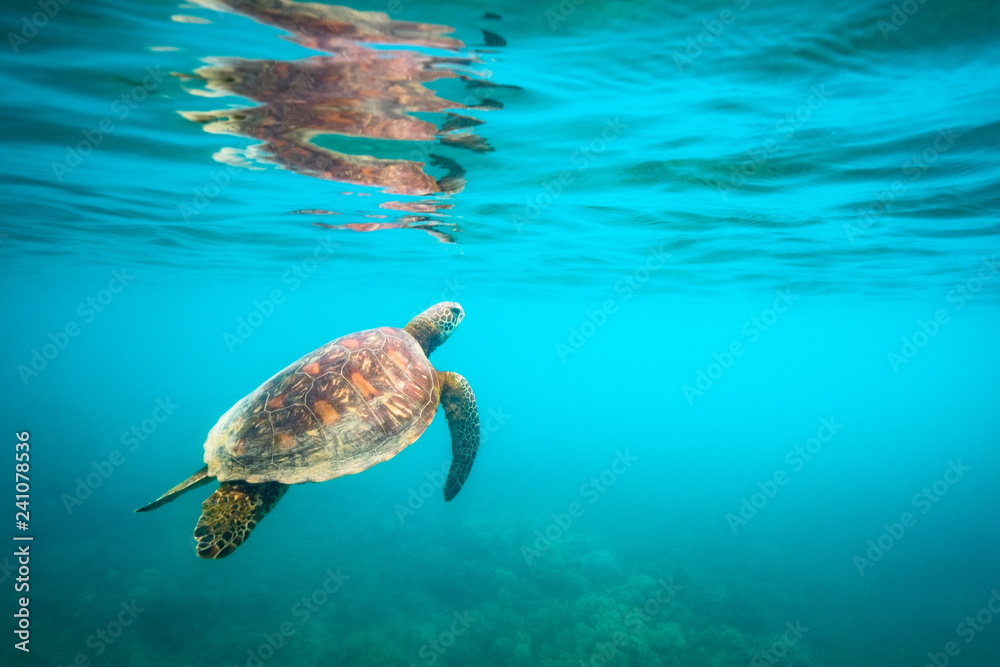 Fototapeta premium Green sea turtle swimming at Fitzroy Island