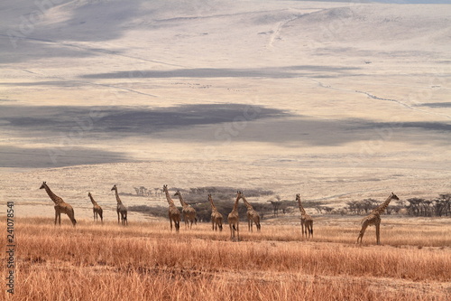 Giraffen in der Serengeti in Tansania
 photo