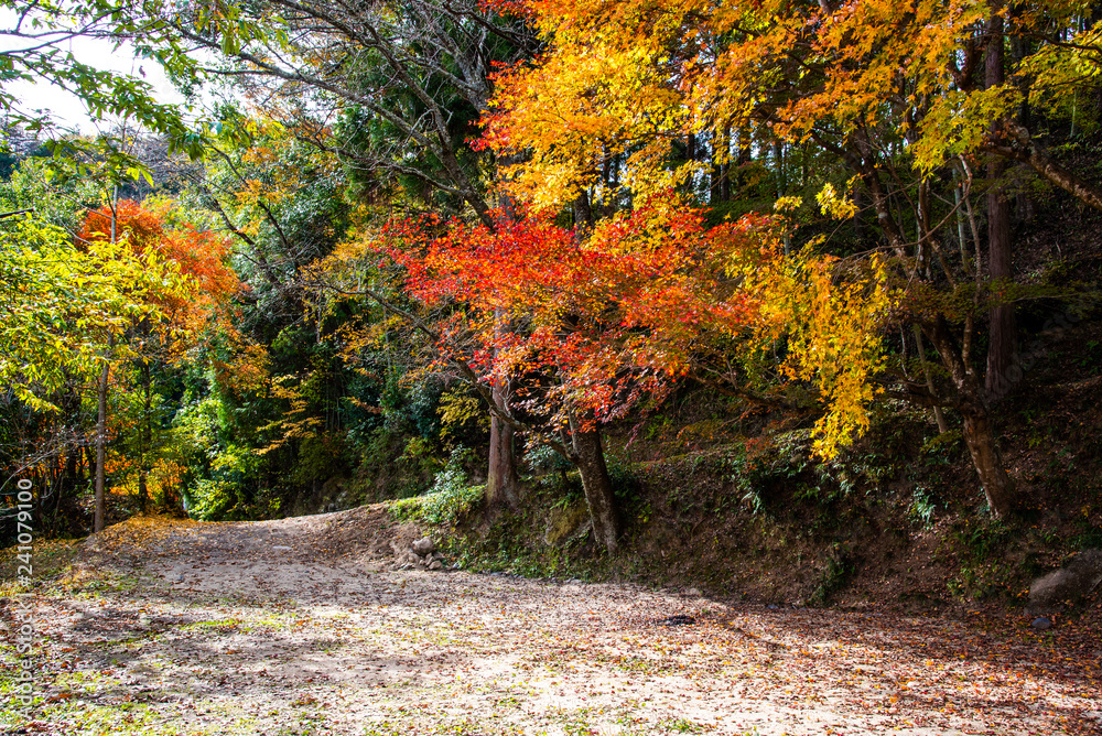 Naklejka premium autumn in the park