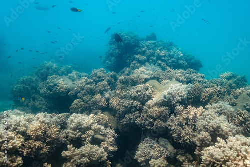 Fototapeta Naklejka Na Ścianę i Meble -  bleached sea coral with fish