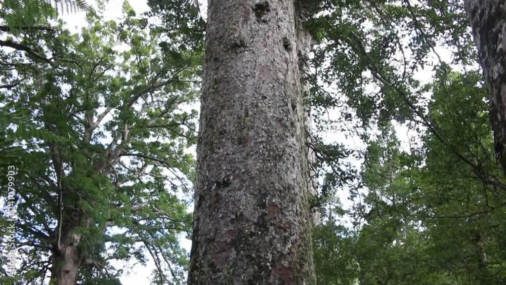 Kauri tree coromandel peninsula new zealand Kauri tree coromandel peninsula new zealand