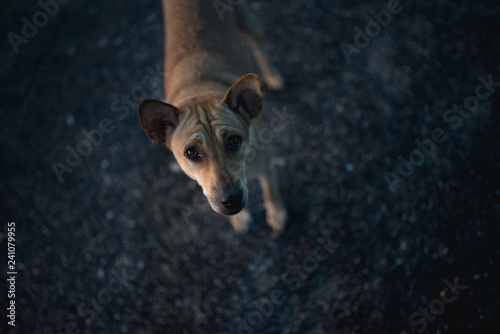 wandering dog on island in Thailand, dark night streets, looking, sight, 