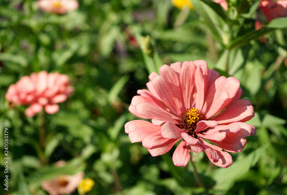 Fototapeta premium pink flowers in the garden