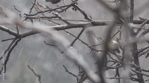 Branch in winter rain