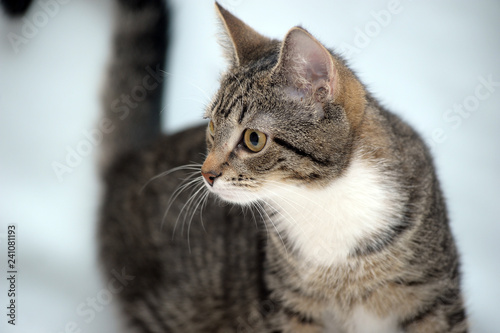 portrait of a striped with white cat on a white background