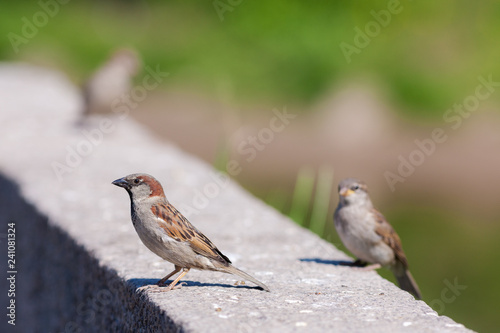 sparrows on a sunny day