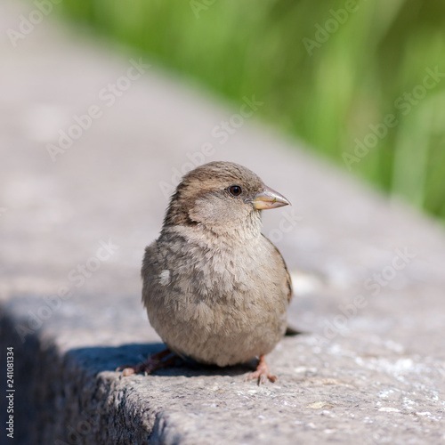 sparrow sits on a stone © Maslov Dmitry