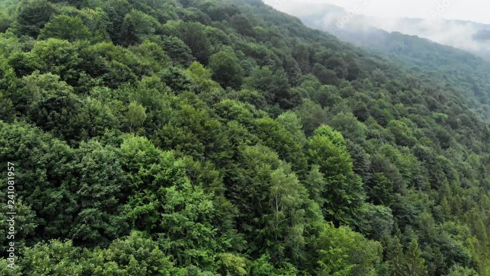 Forest On Mountain Hill With Green Trees Aerial View Forest On Mountain Hill With Green Trees Aerial View