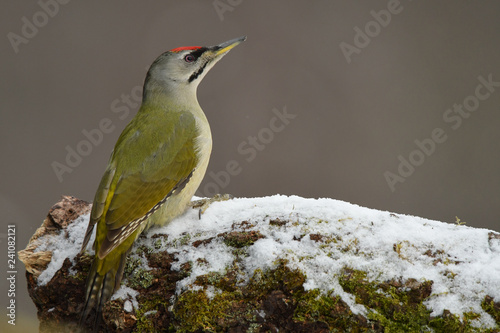 Fototapeta Naklejka Na Ścianę i Meble -  Grey-faced Woodpecker / Picus canus