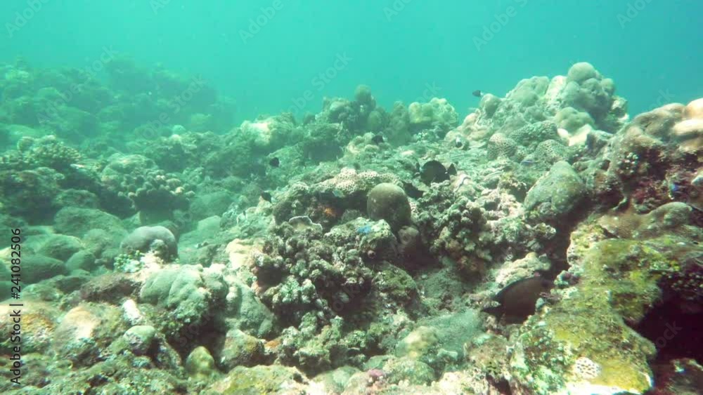 underwater landscape of the tropical sea, fish and corals of different color underwater landscape of the tropical sea, fish and corals of different color