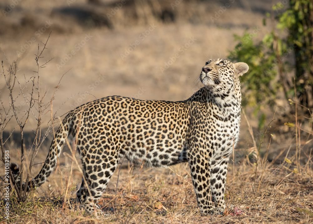 Big male leopard looking up.