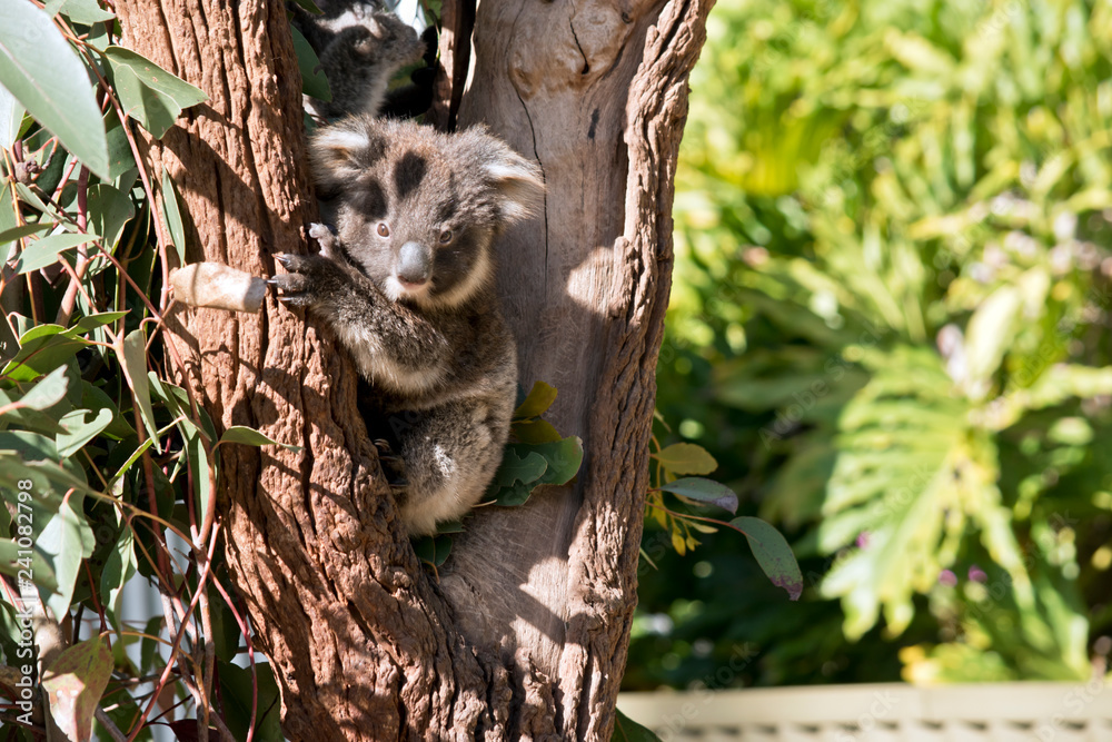 Fototapeta premium A joey Australian koala