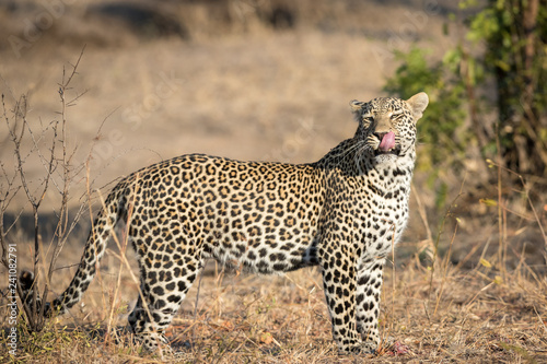 Big male leopard licking its lips.
