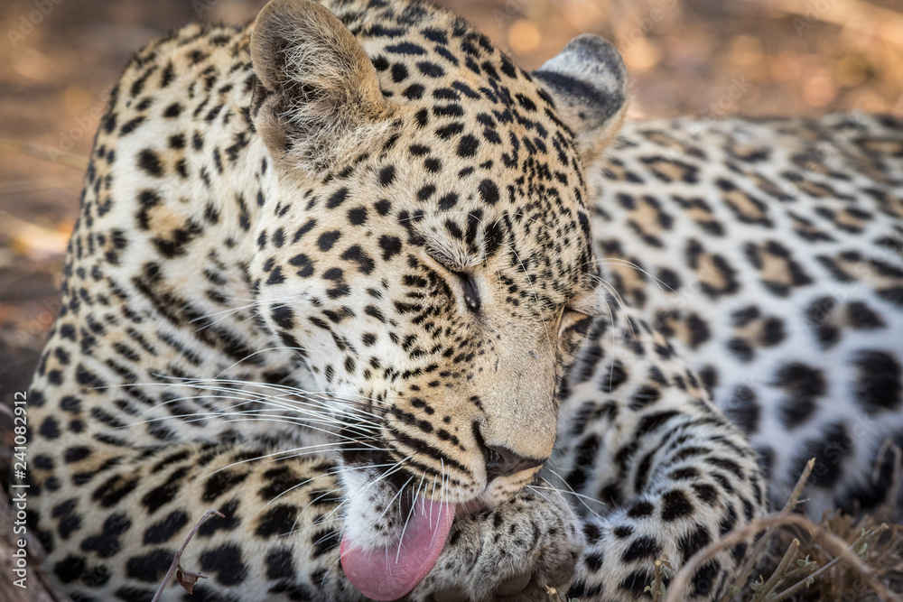 Stunning looking male leopard grooming. Stunning looking male leopard grooming.