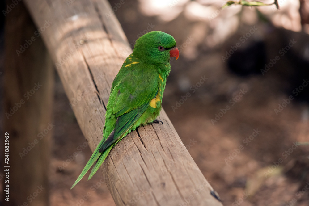 Naklejka premium scaly breasted lorikeets