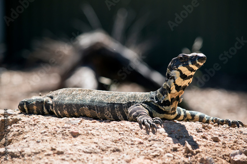 Tableau sur toile lace monitor or lace goanna