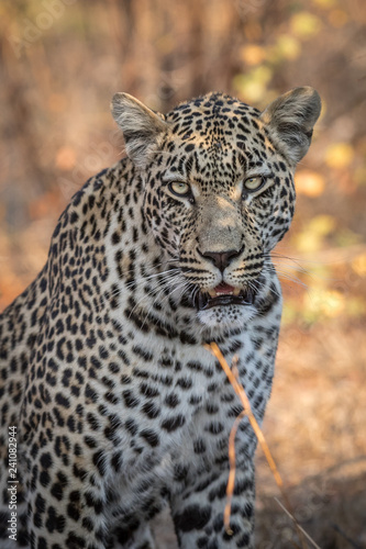 Portrait of gorgeous male leopard © Stephan