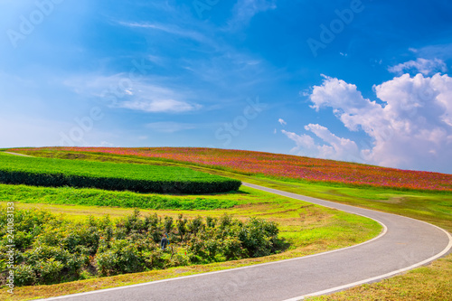 Landscape Flower Cosmos in ChiangRai Thai Land