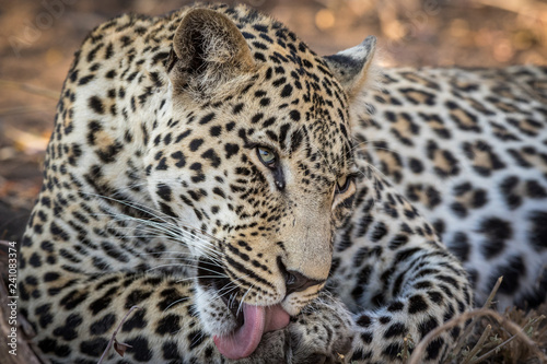 Stunning looking male leopard grooming himself.