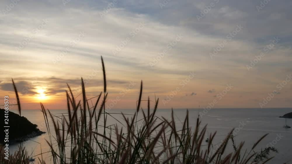 moving yellow green grass flower tree with strong wind with sea skyline and blue sky background at sunset time , yatch boat park in deep sea moving yellow green grass flower tree with strong wind with sea skyline and blue sky background at sunset time , yatch boat park in deep sea