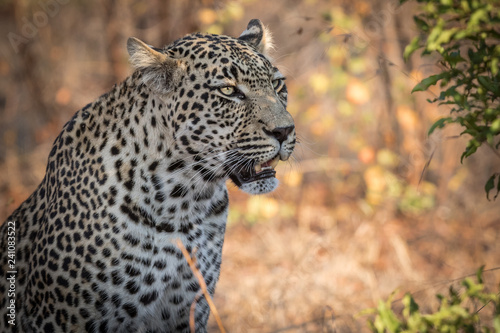 Beautiful male leopard scouting for prey. © Stephan