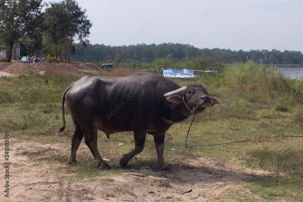 Tethered bulls and oxen grazing in a field in Asia