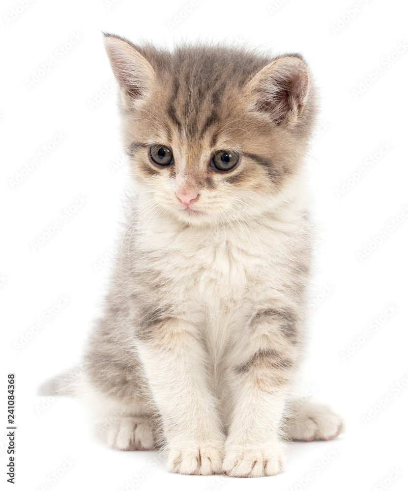 Portrait of a kitten on a white background
