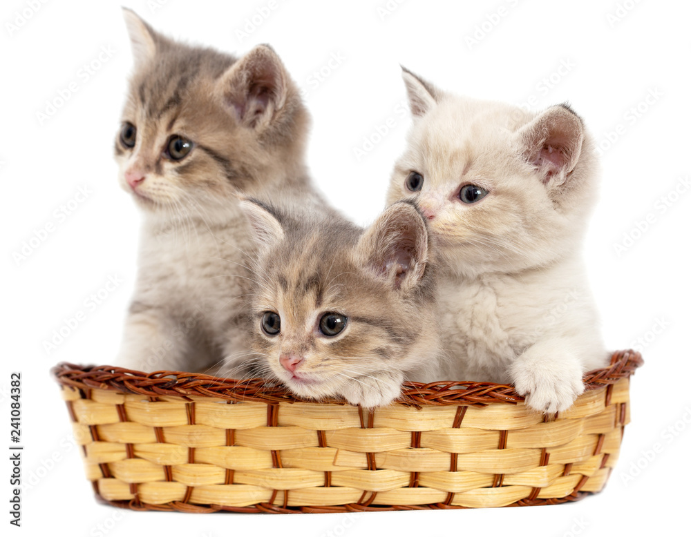 Three kittens in a basket on a white background - obrazy, fototapety, plakaty 