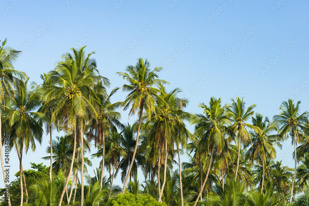 Coconut palm trees ( Arecaceae or Cocos nucifera ) in early morning light against a clear blue sky Coconut palm trees ( Arecaceae or Cocos nucifera ) in early morning light against a clear blue sky