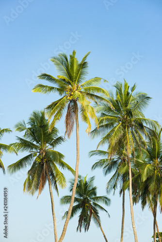 Coconut palm trees   Arecaceae or Cocos nucifera   in early morning light against a clear blue sky