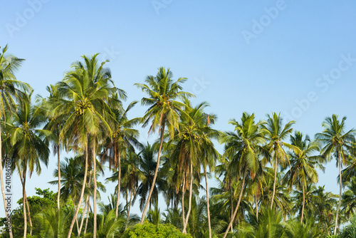 Coconut palm trees ( Arecaceae or Cocos nucifera ) in early morning light against a clear blue sky