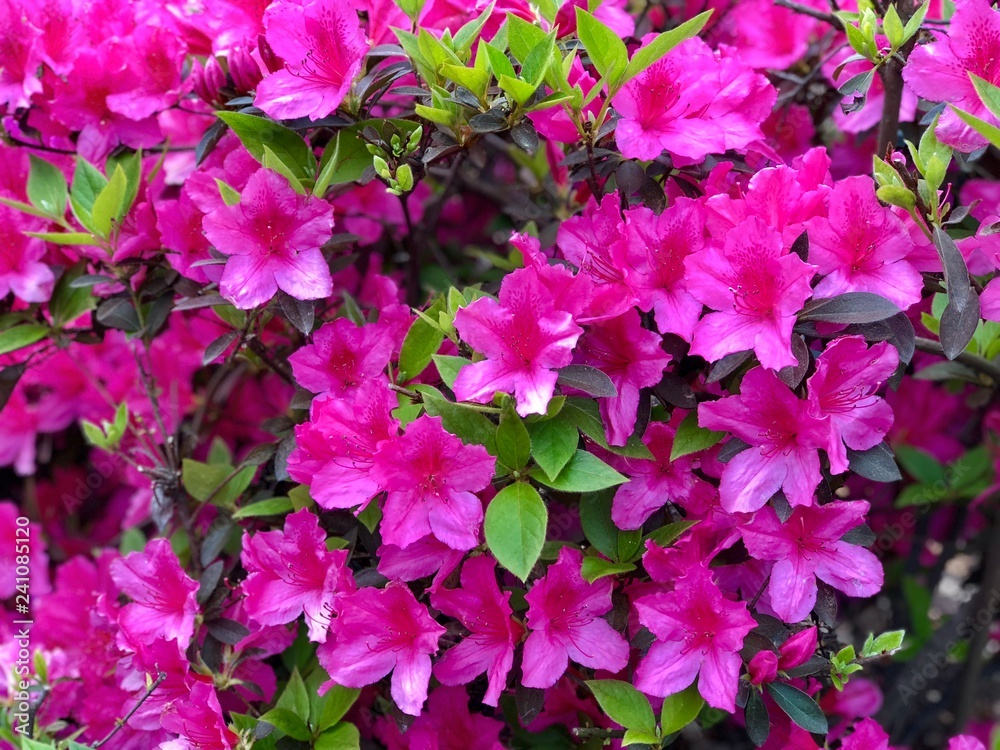 Azaleas