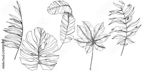 Exotic tropical hawaiian summer. Black and white engraved ink art. Isolated leaf illustration element.