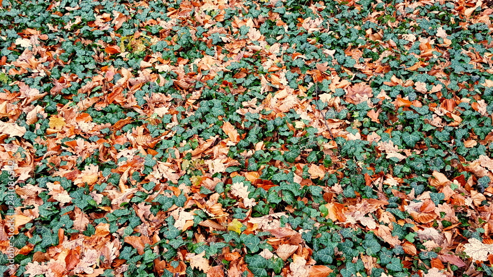 Ground covered with colorful leaves from trees and shrubs growing in the park Ground covered with colorful leaves from trees and shrubs growing in the park