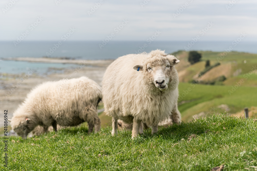 Sheep with full fleeces grazing on lush, green pasture on the Kaikoura Peninsula, New Zealand. Sheep with full fleeces grazing on lush, green pasture on the Kaikoura Peninsula, New Zealand.