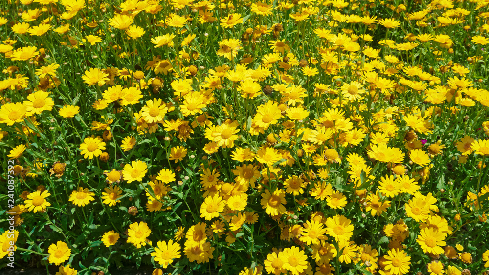 A big patch of yellow daisies A big patch of yellow daisies