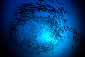 Chevron Barracuda fish 