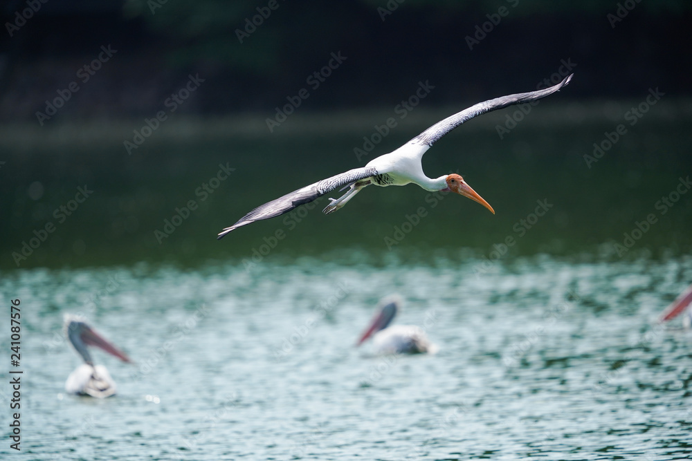 Obraz premium Bird flying 