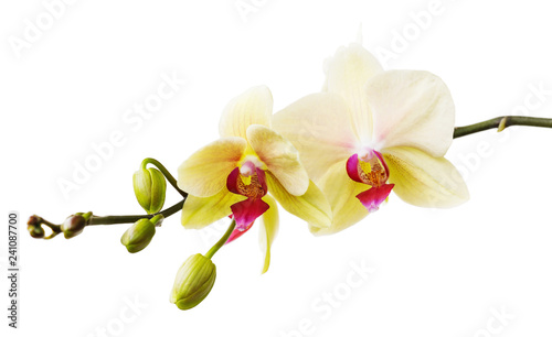 Branch of the blossoming orchid of yellow color isolated on a white background close-up. Frontal view of flowers