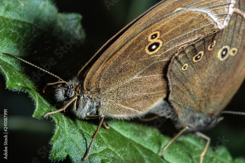 Two brown little butterflies sit on a green leaf, engaged in the most important thing in life-reproduction. © Dmitry