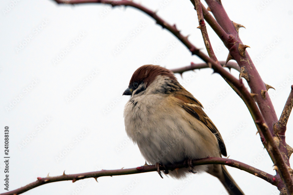 Eurasian tree sparrow on wild rose Eurasian tree sparrow on wild rose
