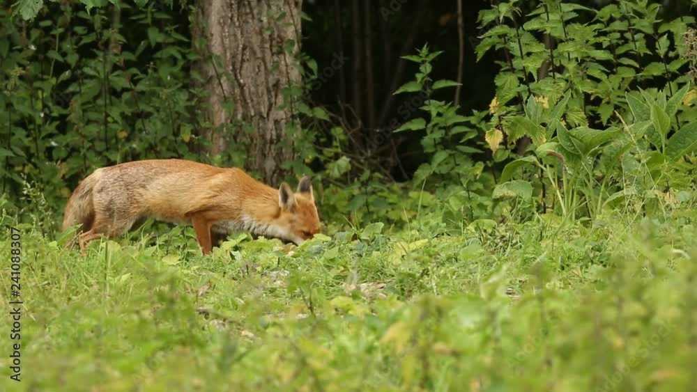 A beautiful Wild Red Fox, Vulpes vulpes, and Magpies (Pica pica) feeding at the edge of a woodland. A beautiful Wild Red Fox, Vulpes vulpes, and Magpies (Pica pica) feeding at the edge of a woodland.