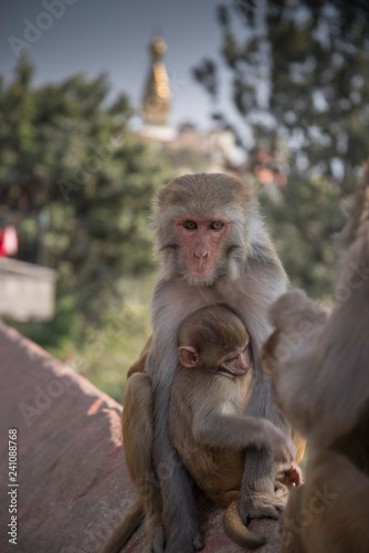 Monkeys in Pashupatinath