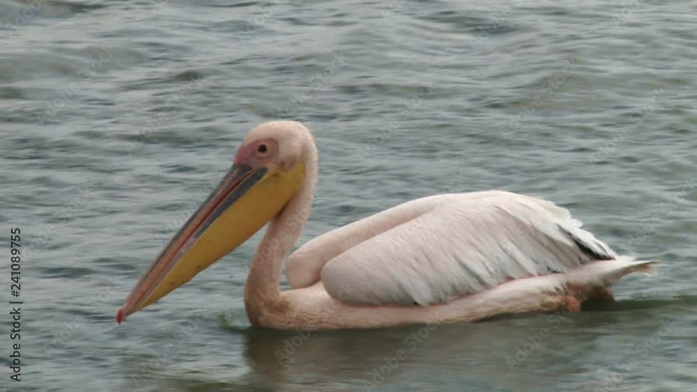 A close up of a pelican swimming across the camera.mov A close up of a pelican swimming across the camera.mov