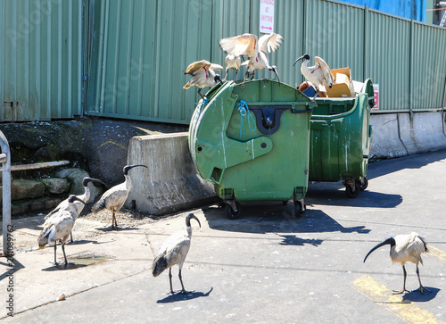 A group of ibis bird trying to feed themselves by picking some food from a garbage bin. photo