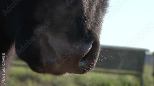 muzzle cow angus