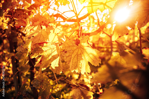 Autumn leaf trembling in wind. Sunlight illuminates tree